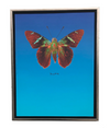 Walter Knabe Artwork Butterfly Hope Limited Edition Mixed Media
